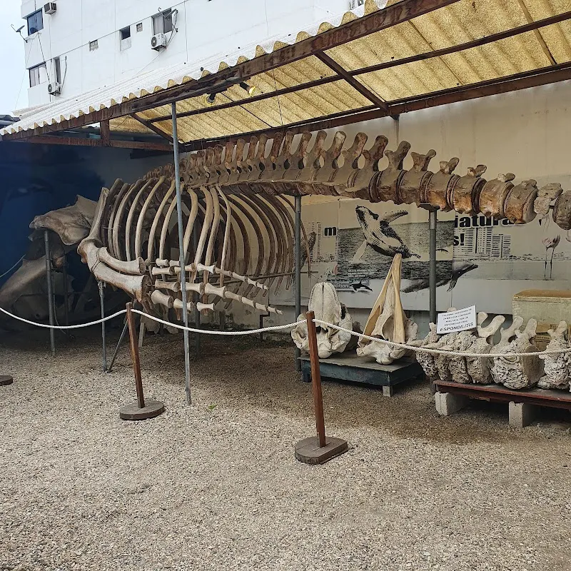 El Museo de Ballenas
