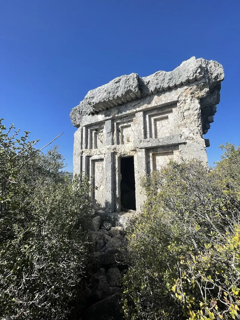 Phellos Antique Kenti