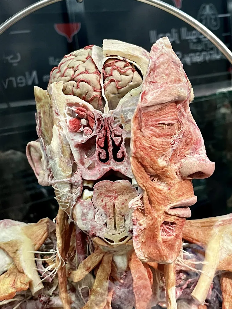 Museo del Cuerpo